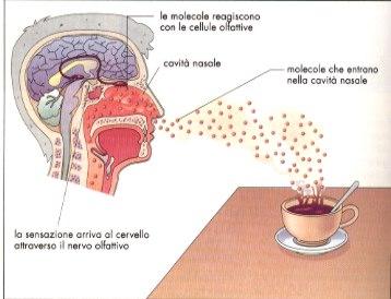 Il profumo dei ricordi: il meccanismo dell'olfatto