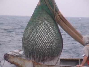Proteste dei pescatori della marineria di Bosa  contro la pesca con il cianciolo