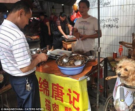Dog meat: The animals being prepared for a meal and a living dog, right