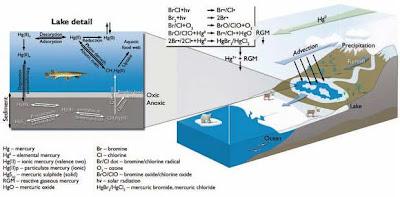 Mercurio nell'Oceano Artico proviene da fonti sconosciute