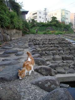 Nagasaki- la città dei gatti e delle ortensie