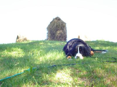 Voglia di vacanze