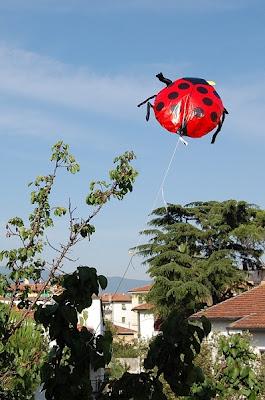 Buon viaggio coccinella! Buon viaggio coccinella!