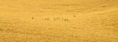 la raccolta del grano in val d'Orcia la raccolta del grano in val d'Orcia