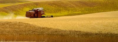 la raccolta del grano in val d'Orcia