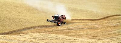 la raccolta del grano in val d'Orcia la raccolta del grano in val d'Orcia