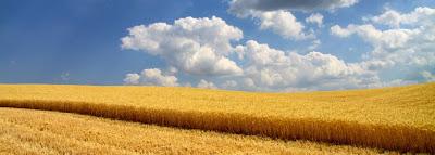 la raccolta del grano in val d'Orcia la raccolta del grano in val d'Orcia
