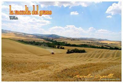 la raccolta del grano in val d'Orcia la raccolta del grano in val d'Orcia