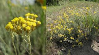 Elicrisio, il fiore biondo che rende le donne immortali