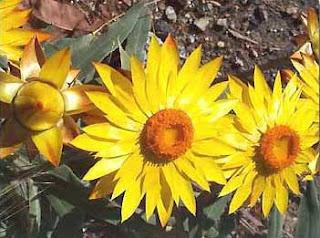 Elicrisio, il fiore biondo che rende le donne immortali