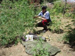 Crime News - Reggio Calabria: carabinieri scoprono 300 piante di canapa indiana