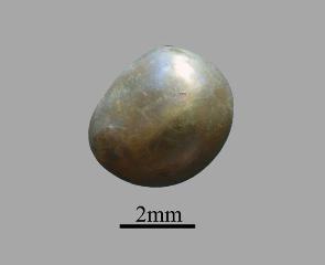 La più antica perla d'Arabia