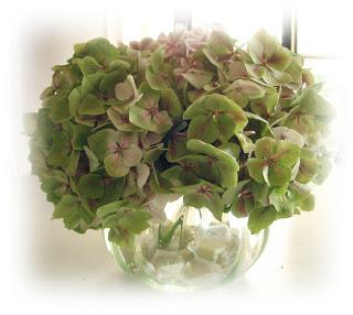 Ortensie e dintorni Ortensie e dintorni