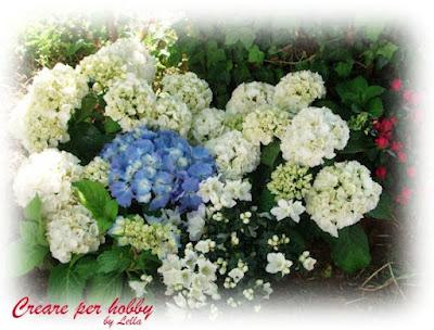 Ortensie e dintorni Ortensie e dintorni