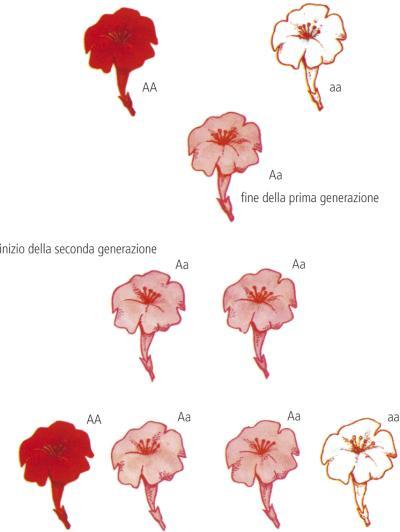 Esercizi di genetica con soluzioni 13: dominanza incompleta