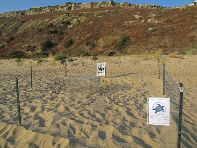 In Sicilia il primo nido di tartaruga marina segnalato grazie alla campagna “segui le tracce del WWF”