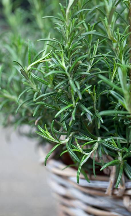 rosmarino in vaso rosmarino in vaso