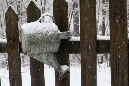 Old Watering Cans