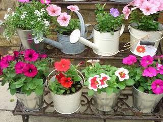 Old Watering Cans