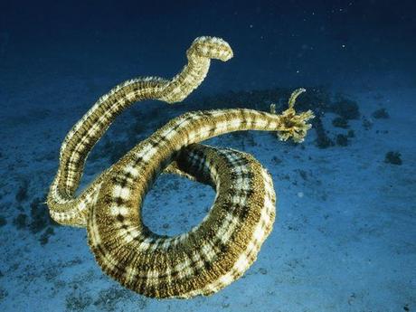 Animali strani: dieci specie di animali marini curiosi, da non perdere.