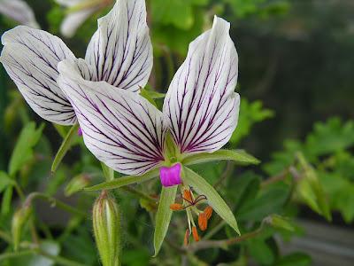 IL GERANIO ORCHIDEA