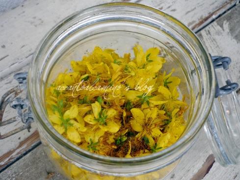 Fiori Iperico vaso-001 Bocconcini di pollo al succo d’arancia e il Senso del Giallo…
