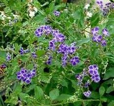 Duranta che non fiorisce duranta