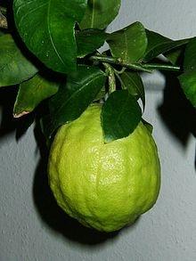 Cedro cedro2