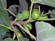 ficus carica ficus carica2