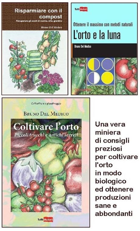 UNA PIANTINA DI RAFANO DA RECUPERARE PER L’ORTO UNA PIANTINA DI RAFANO DA RECUPERARE PER L’ORTO