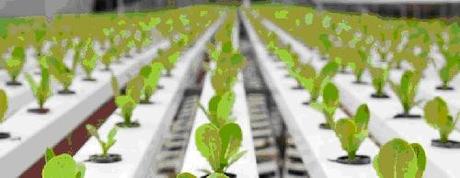 Coltivazione indoor: in cosa consiste la coltivazione fuori suolo in idroponica e aeroponica Coltivazione indoor: in cosa consiste la coltivazione fuori suolo in idroponica e aeroponica