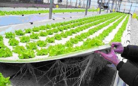 Coltivazione indoor: in cosa consiste la coltivazione fuori suolo in idroponica e aeroponica Coltivazione indoor: in cosa consiste la coltivazione fuori suolo in idroponica e aeroponica