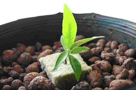 Coltivazione indoor: in cosa consiste la coltivazione fuori suolo in idroponica e aeroponica Coltivazione indoor: in cosa consiste la coltivazione fuori suolo in idroponica e aeroponica