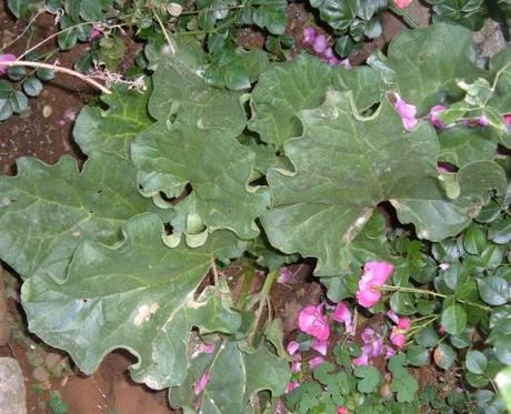 GIUGNO NELL’ORTO. TABELLA DELLE SEMINE GIUGNO NELL’ORTO. TABELLA DELLE SEMINE