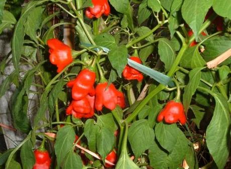 GIUGNO NELL’ORTO. TABELLA DELLE SEMINE GIUGNO NELL’ORTO. TABELLA DELLE SEMINE