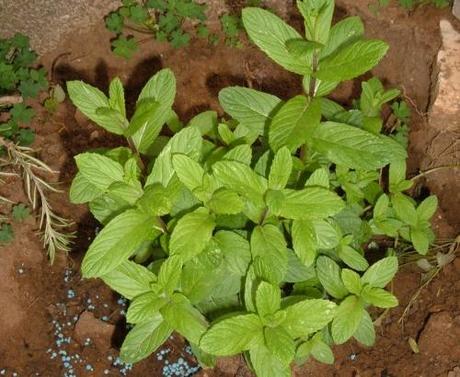 GIUGNO NELL’ORTO. TABELLA DELLE SEMINE GIUGNO NELL’ORTO. TABELLA DELLE SEMINE
