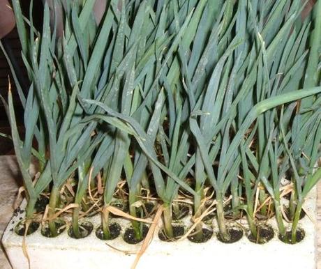 GIUGNO NELL’ORTO. TABELLA DELLE SEMINE GIUGNO NELL’ORTO. TABELLA DELLE SEMINE