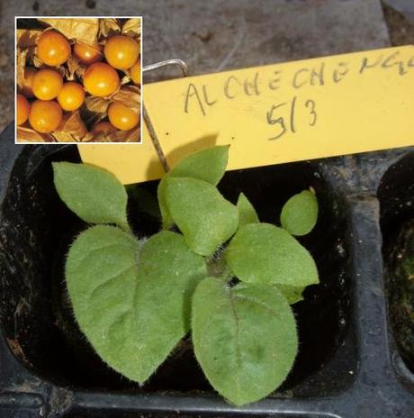 GIUGNO NELL’ORTO. TABELLA DELLE SEMINE GIUGNO NELL’ORTO. TABELLA DELLE SEMINE