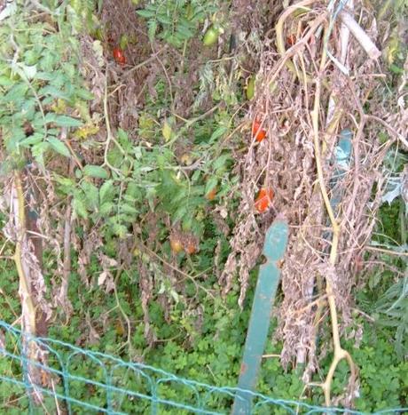 Compostaggio con i resti dei pomodori Compostaggio con i resti dei pomodori