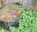 Compostaggio con i resti dei pomodori Compostaggio con i resti dei pomodori