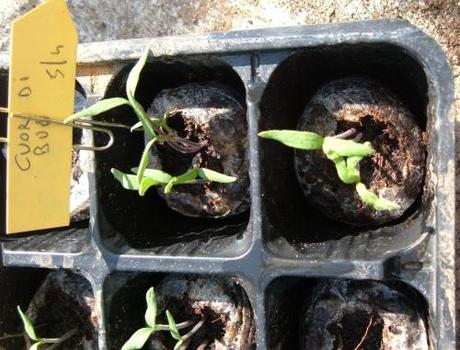 Seminare pomodori con l’aiuto dei dischetti di torba Seminare pomodori con l’aiuto dei dischetti di torba