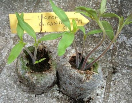 Seminare pomodori con l’aiuto dei dischetti di torba Seminare pomodori con l’aiuto dei dischetti di torba