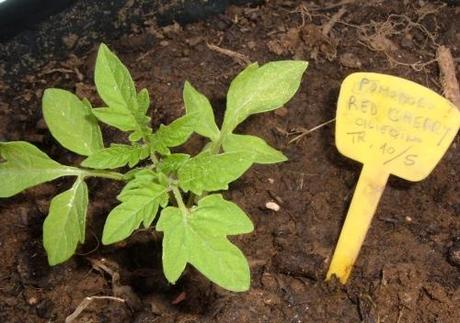 Seminare pomodori con l’aiuto dei dischetti di torba Seminare pomodori con l’aiuto dei dischetti di torba