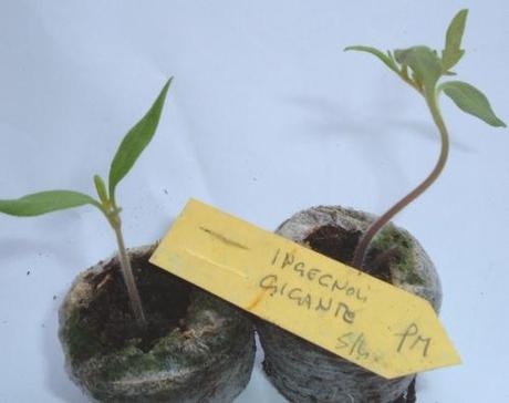 Seminare pomodori con l’aiuto dei dischetti di torba Seminare pomodori con l’aiuto dei dischetti di torba