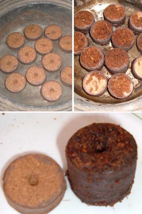 Seminare pomodori con l’aiuto dei dischetti di torba Seminare pomodori con l’aiuto dei dischetti di torba