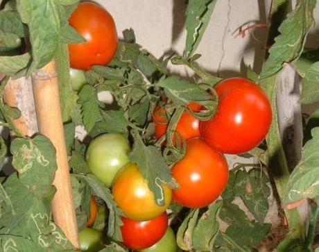 Seminare pomodori con l’aiuto dei dischetti di torba Seminare pomodori con l’aiuto dei dischetti di torba