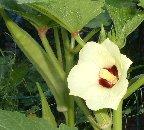 Il Gombo Gli introvabili semi in omaggio Il Gombo Gli introvabili semi in omaggio