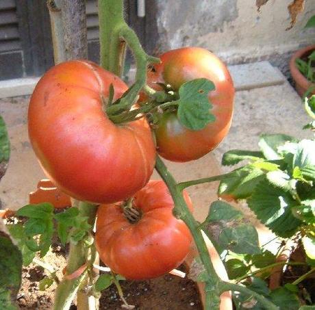 Un pomodoro insolito: la varietà Brandwine Un pomodoro insolito: la varietà Brandwine