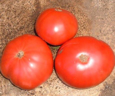 Un pomodoro insolito: la varietà Brandwine Un pomodoro insolito: la varietà Brandwine