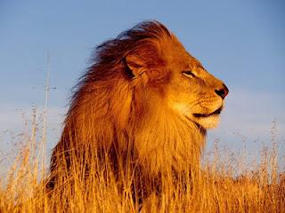 Leone, il re della savana
